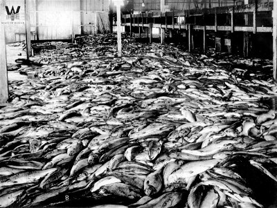 Fish400