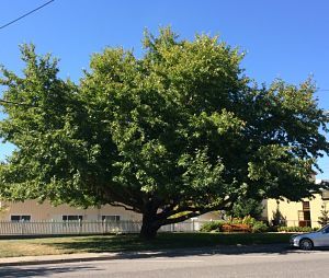 tree_opt